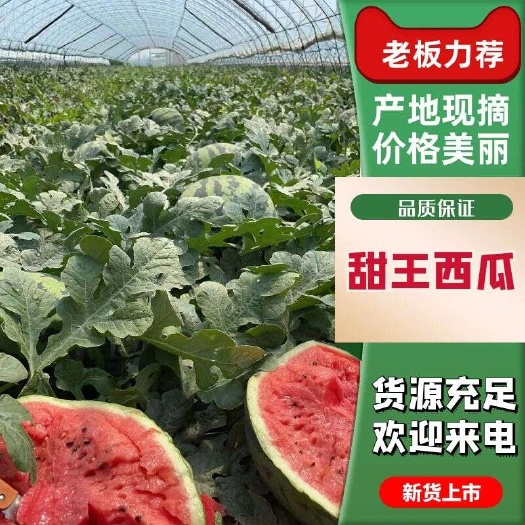 昌乐县山东潍坊昌乐甜王西瓜 有籽新鲜水果现摘现发