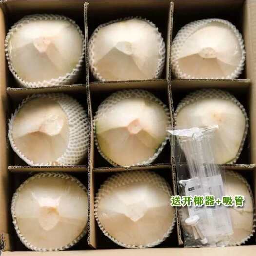 文昌市海南椰子，青椰子，椰皇