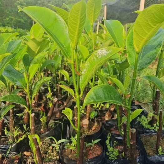 白沙县海南榴莲蜜树苗