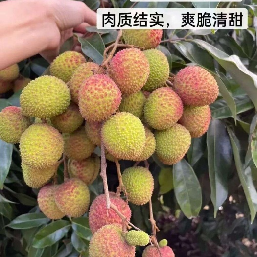 海口海南荔枝妃子笑上市