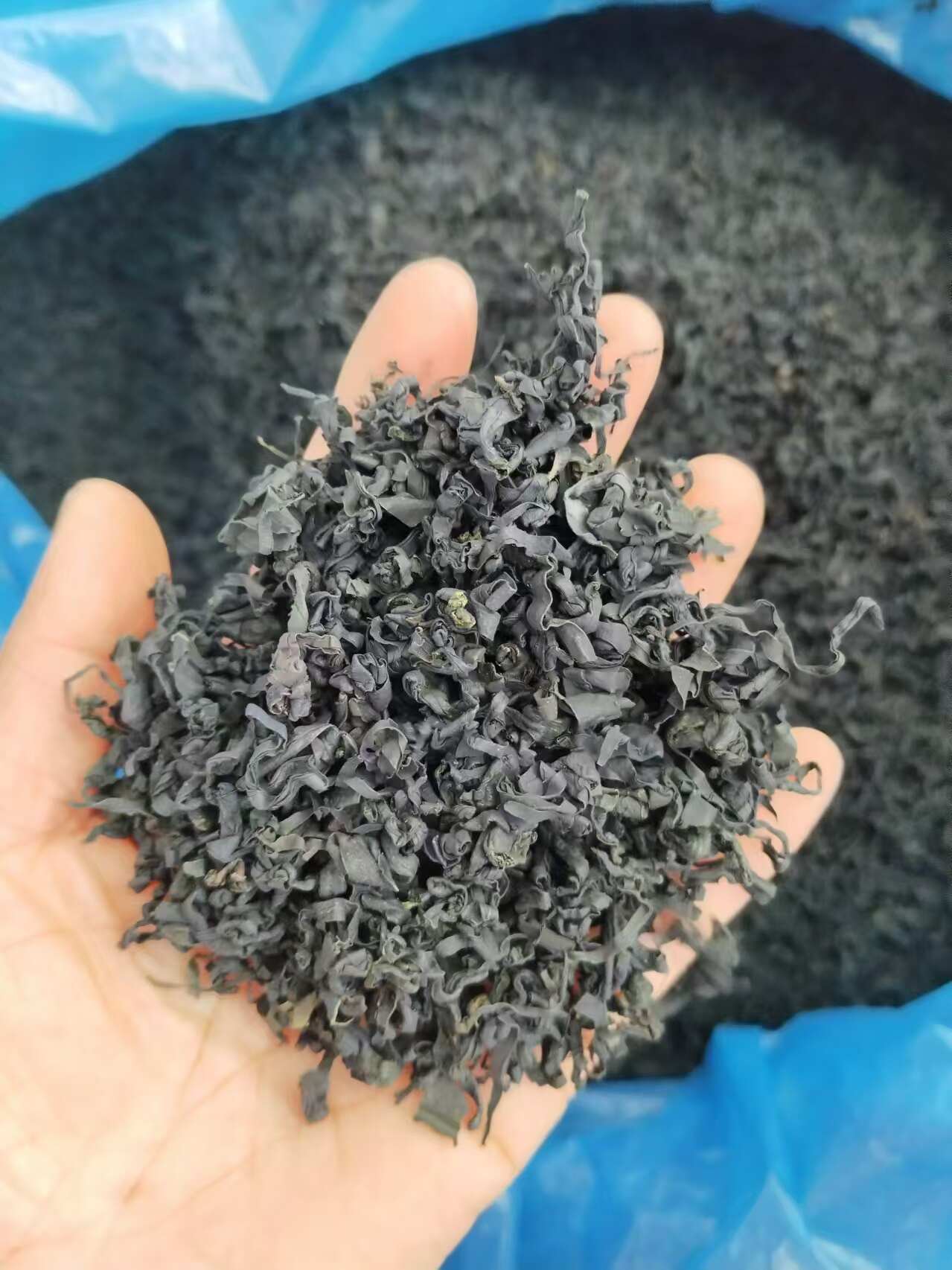 裙带菜 螺旋藻 干裙带菜 泡发率高   质优价廉