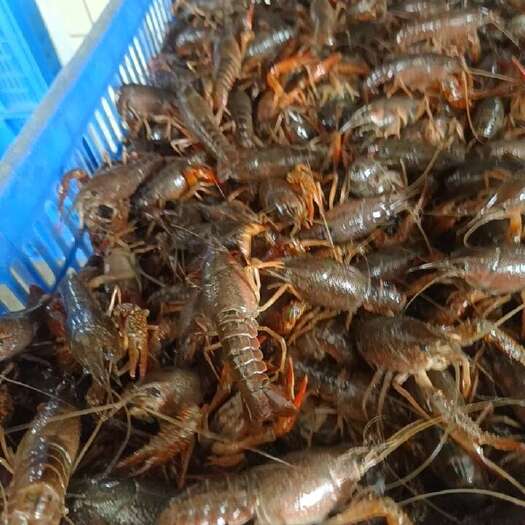 洪湖市荆州洪湖新鲜小龙虾 源头直供现捕现发