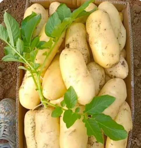 新土豆批发【V7/荷兰/沃土】全国发货