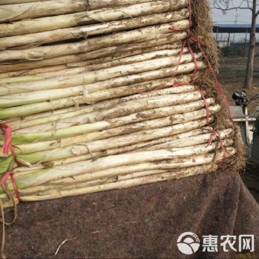 胶州市地里批发各种大葱，精品，一般都有，价格到底