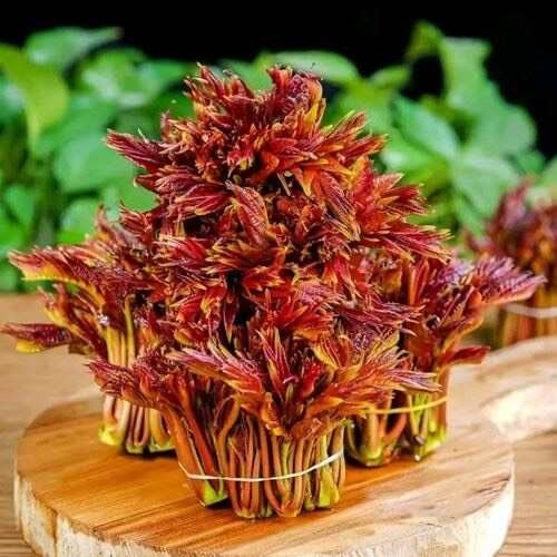 盐亭县四川绵阳新鲜香椿芽 盐亭县直发 当季蔬菜芽苗类食材