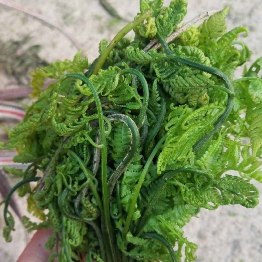 元阳县云南红河高山蕨菜红河州边的老板要货可联系