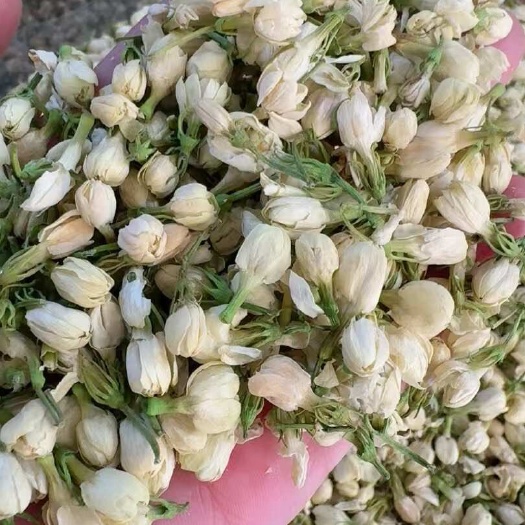 玉林2025年新货茉莉花横县茉莉花蕾