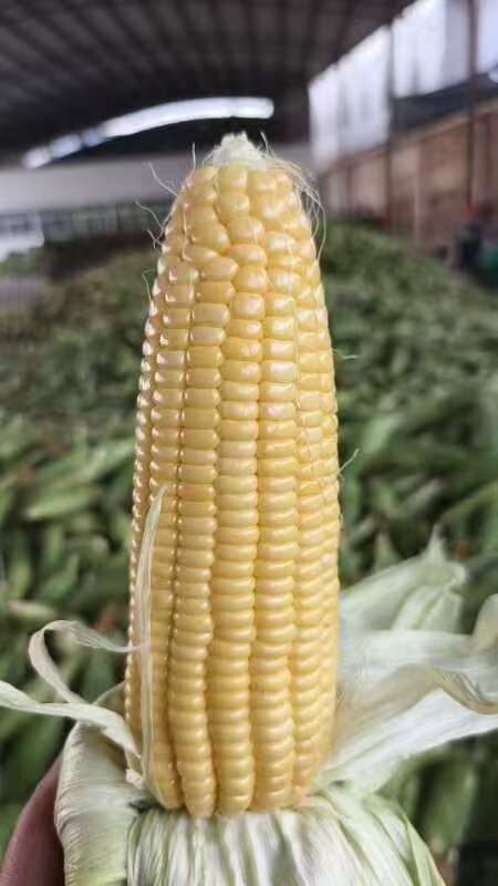 元谋县新鲜水果玉米 自然甜糯 非转基因 当日发货 新鲜直达