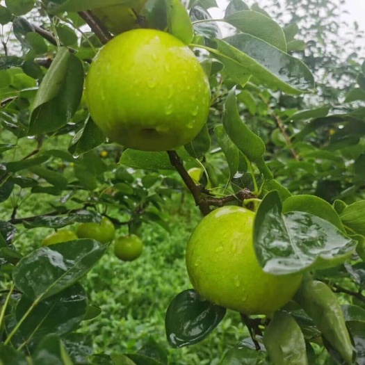 湖北荆州，果园出售