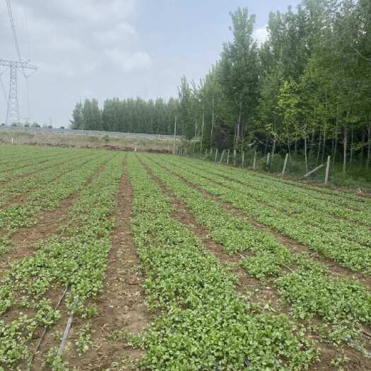 高密市香菜苗