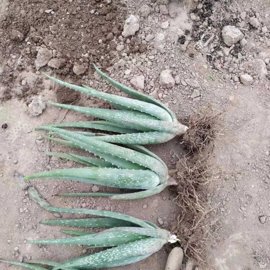 芦荟小苗大量现货出售