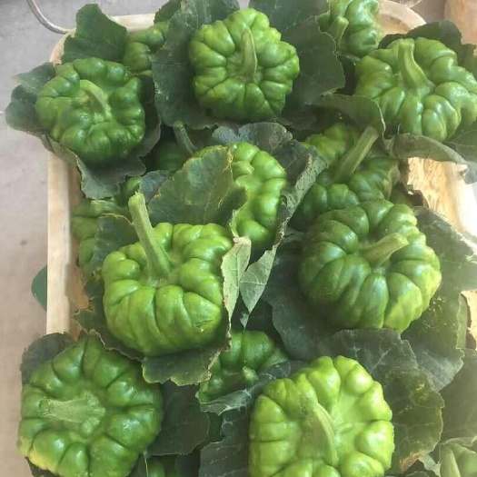 云南特产精品姜柄瓜特色蔬菜野菜