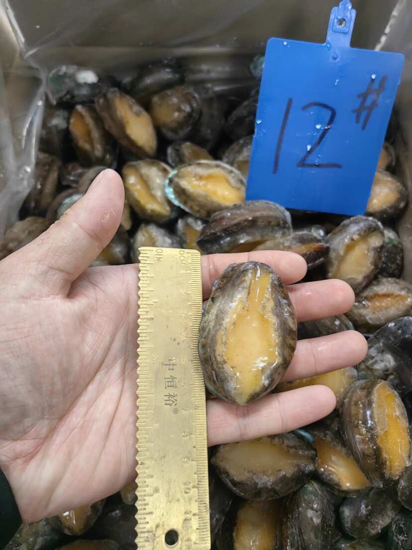 鮑魚(yú) 新鮮12頭活鮑速凍 海鮮水產(chǎn)凍品廠家一手貨源批發(fā)