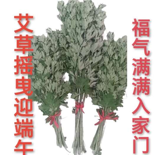 唐河县端午节挂门艾基地直销预订中