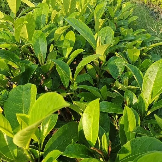 白沙县海南直发优质金煌九号榴莲蜜树苗 强壮果树种苗 水果种植优选
