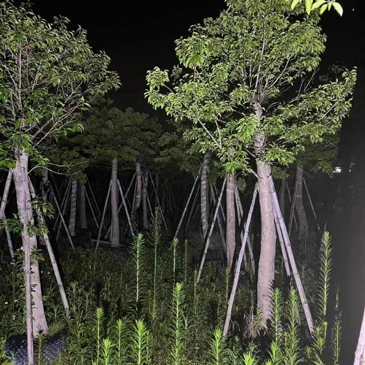 普宁市红果铁青