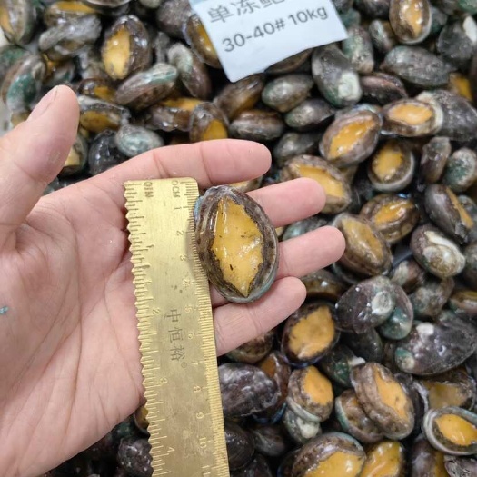 活冻鲍鱼速冻海鲜水产品30-40头鲍鱼佛跳墙火锅材料冻品批发
