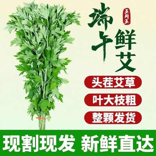 唐河县端午新鲜艾叶整棵艾草挂门窗整株鲜艾草叶驱蚊艾蒿泡脚泡澡