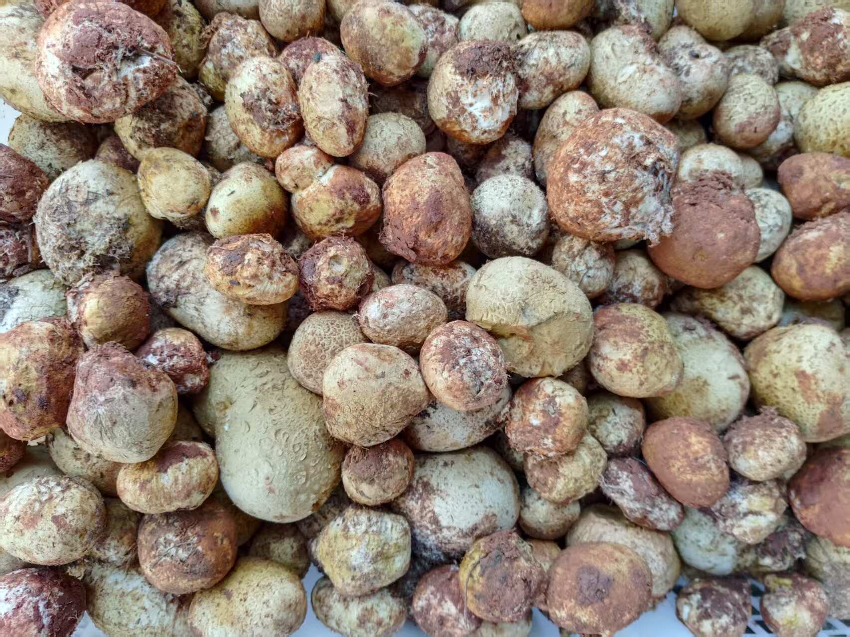 新鲜野生马勃菌马屁泡蘑菇马皮包野生菌现摘石头菇批发