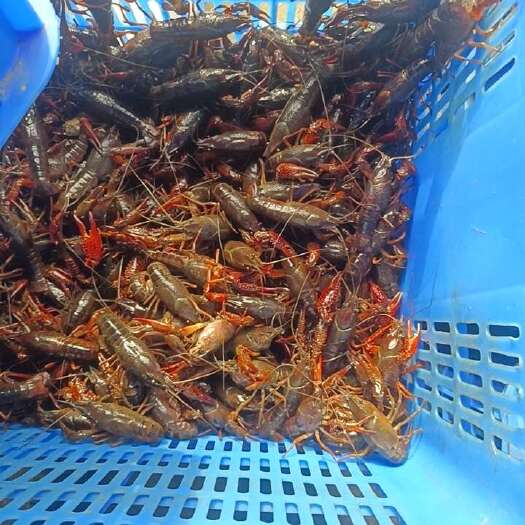 洪湖市洪湖新鲜小龙虾 湖北荆州直发货源充足支持批发