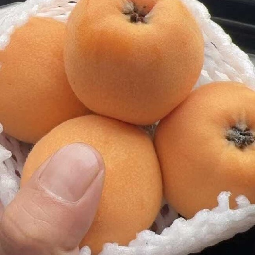 犍为县五星枇杷