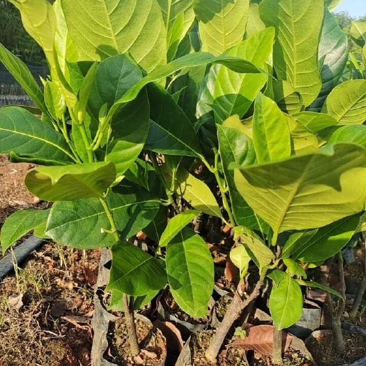 白沙县长孟尖榴莲蜜，果大香甜，丰产，耐寒耐热