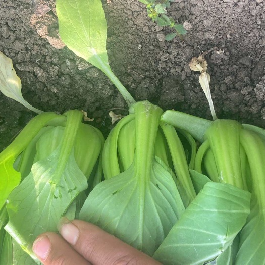 太和县新鲜上海青 小白菜 批发直供 阜阳太和产地发货 绿色健康蔬菜
