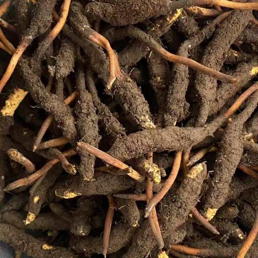玛沁县青海果洛的￼虫草   个人一手   没有中间商￼