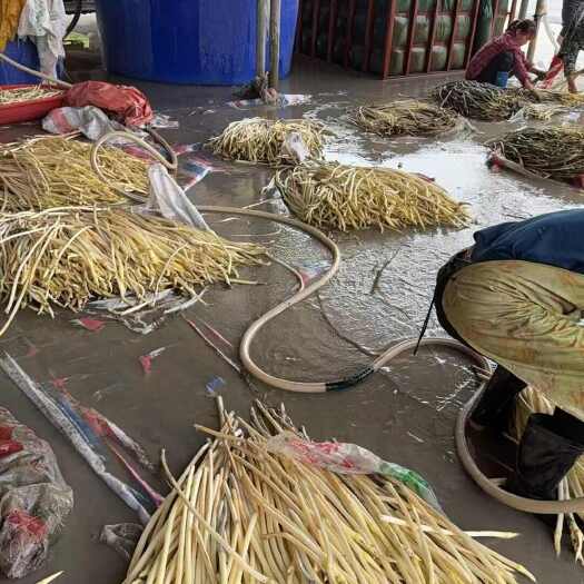新鲜上市，新鲜藕带，现摘现发
