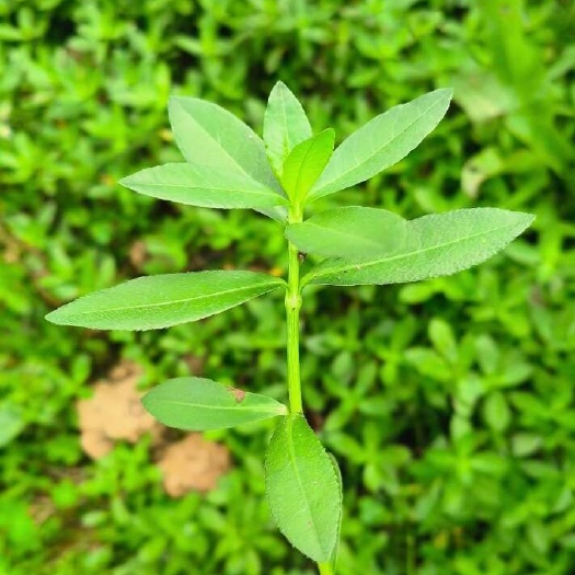空心连子草