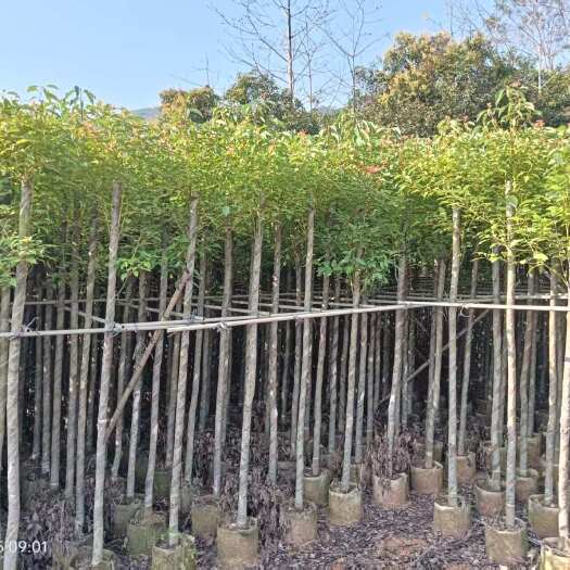 普宁市香樟5分