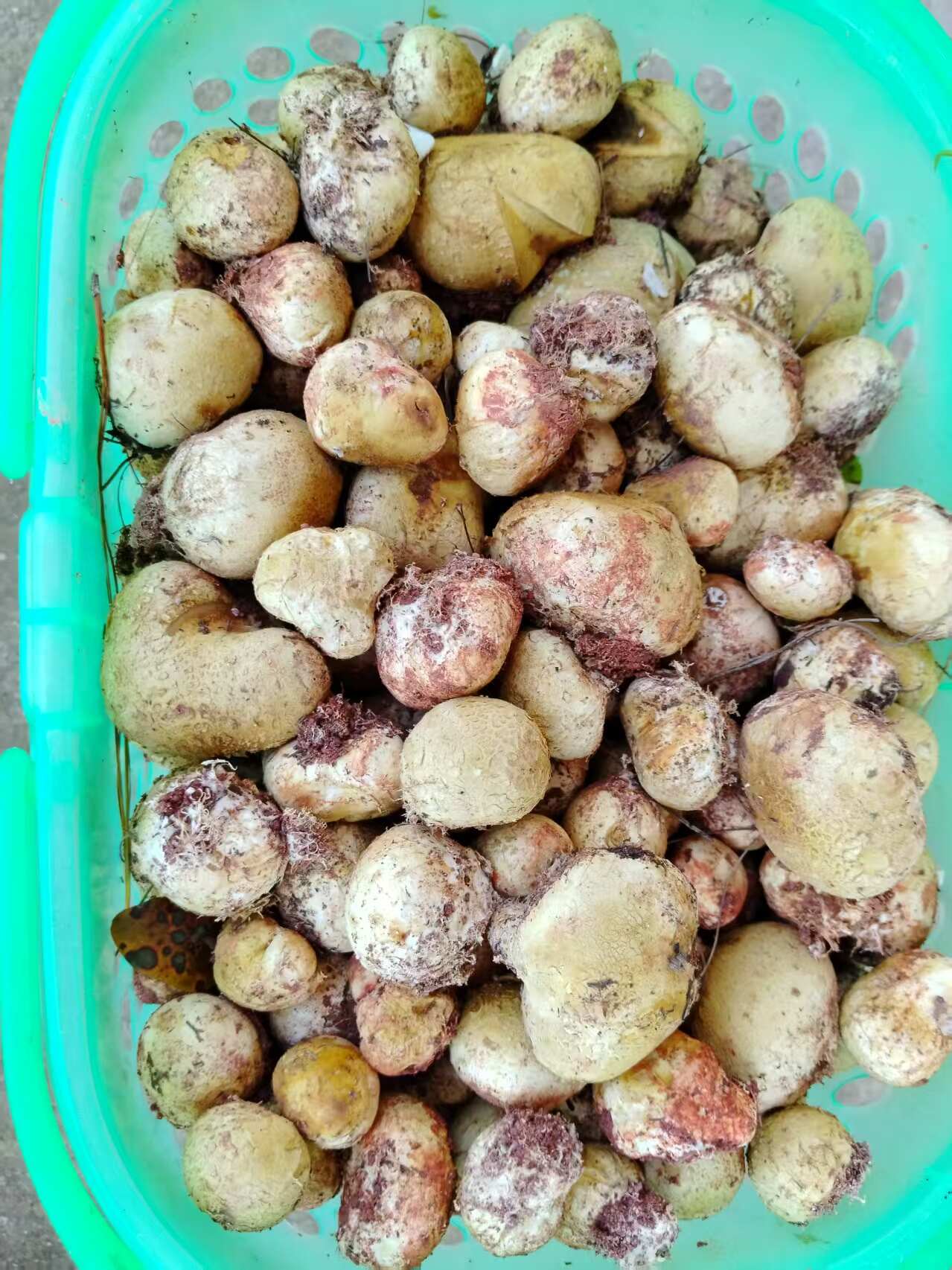 新鲜野生马勃菌马屁泡蘑菇马皮包野生菌现摘石头菇批发