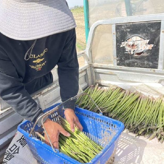萧县每天现采陆地芦笋，大棚6月份可采
