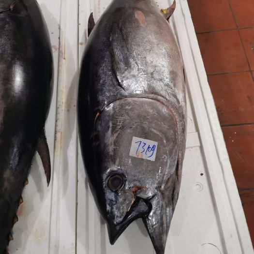 海口黄鳍金枪鱼，南海冰鲜黄鳍金枪鱼