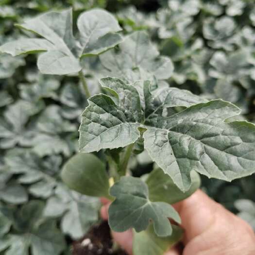 宿州金城5号西瓜种大量有货，需要的联系