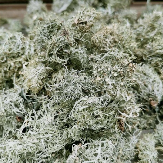宁洱县云南野生生树花（树胡须）干货