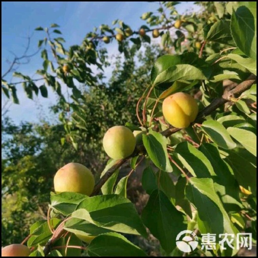 永济市丰园29丰园红