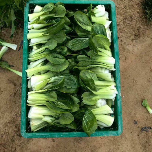 怀宁县上海青 小青菜油菜