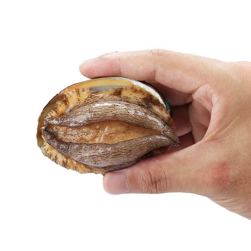 鮑魚(yú) 新鮮12頭活鮑速凍 海鮮水產(chǎn)凍品廠家一手貨源批發(fā)