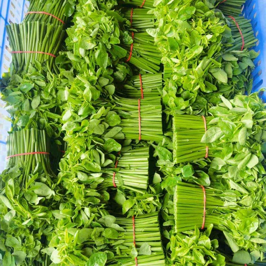 阳春市特香品种树仔菜