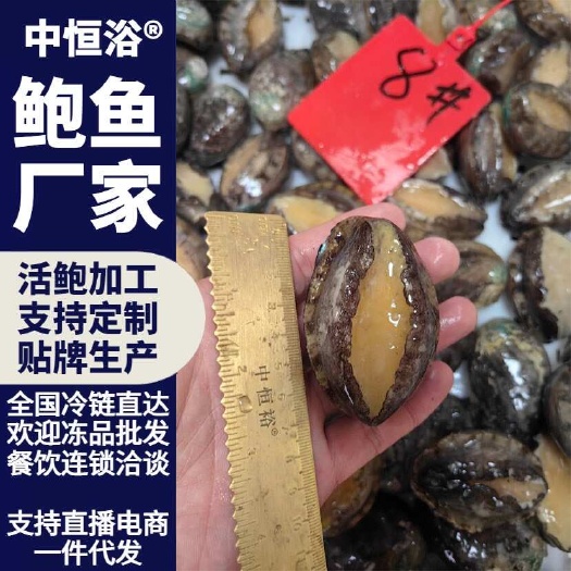 东山县活冻鲍鱼 8头大鲍鱼红烧切片捞汁饭佛跳墙材料海鲜水产冻品批发