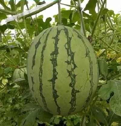 北海翠玲吊瓜大量上市
