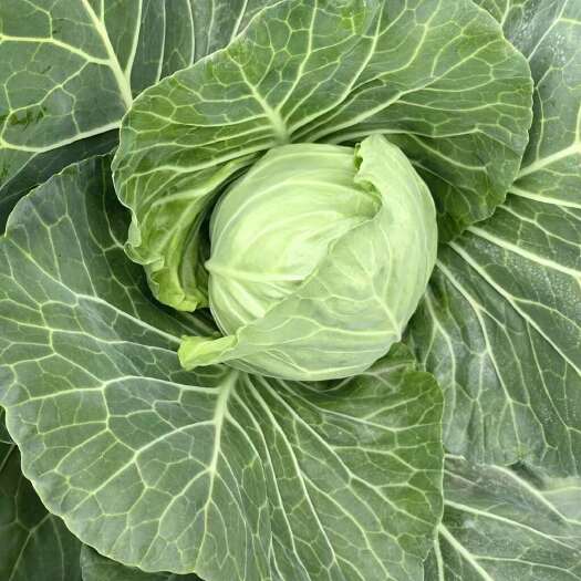 怀宁县包菜，包子专用