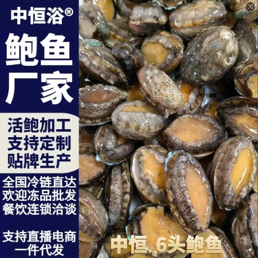 东山县活冻鲍鱼 速冻大鲍鱼6头超市酒店餐饮商用海鲜冻品批发