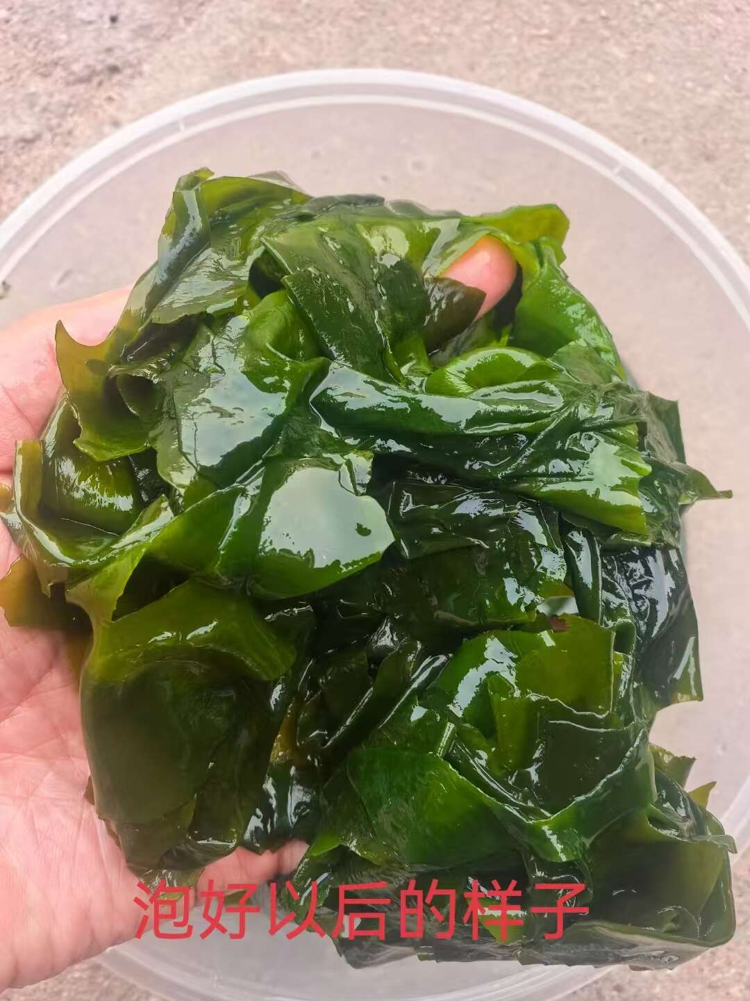 裙带菜 螺旋藻 干裙带菜 泡发率高   质优价廉