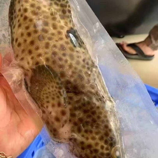 成都东星斑  海鱼