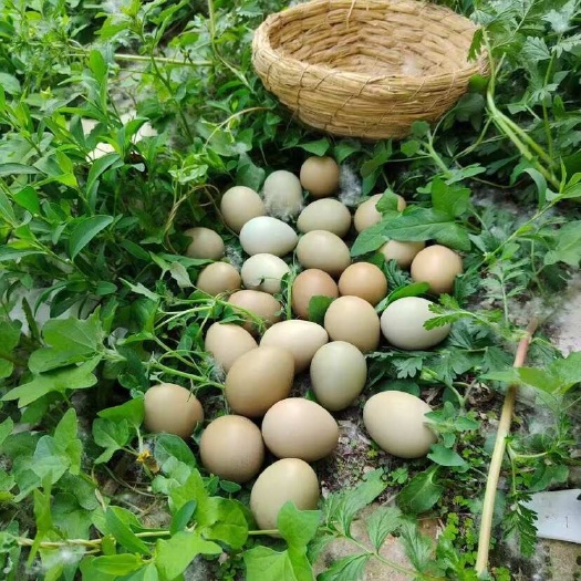 商河县农家养殖的七彩山鸡蛋，现捡现发保质保量，顺丰送货上门