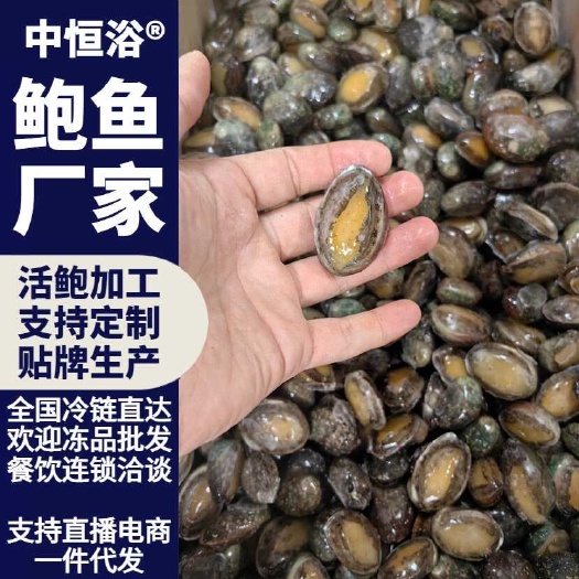 东山县新鲜鲍鱼60-80头鲜活速冻 鲍鱼工厂供应海鲜水产冻品批发