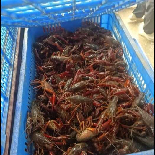 洪湖市龙虾【精选】湖北洪湖市鲜活小龙虾大中小全规格底板干净产地直销