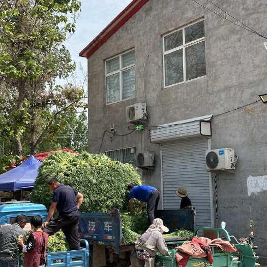 馆陶县河北邯郸馆陶产地直发绿帽蒜苔30~40cm 一茬新鲜整车发货